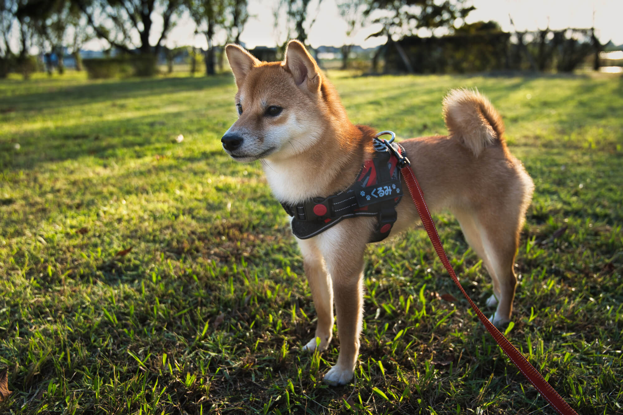 犬用ハーネスのおすすめランキング【2026年度版】